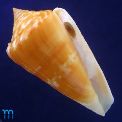 Conus xanthocinctus Petuch, 1986