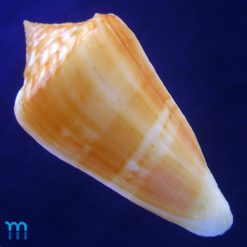 Conus xanthocinctus Petuch, 1986 - Imagem 2