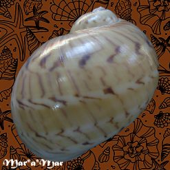 Natica canrena (Linnaeus, 1758) - Imagem 3