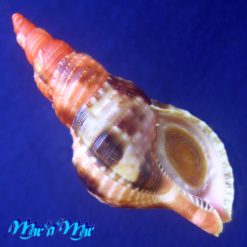 Charonia variegata (Lamarck, 1816)