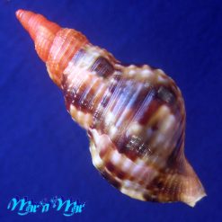 Charonia variegata (Lamarck, 1816) - Image 2