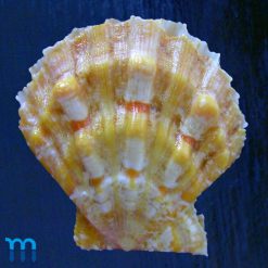 Nodipecten nodosus (Linnaeus, 1758)
