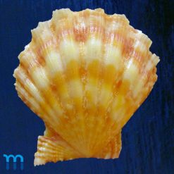 Nodipecten nodosus (Linnaeus, 1758) - Imagem 2