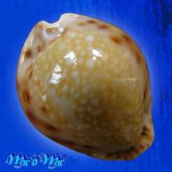 Cypraea lamarckii redimita (Melvill, 1888)