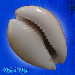Cypraea lamarckii redimita (Melvill, 1888) - Image 4