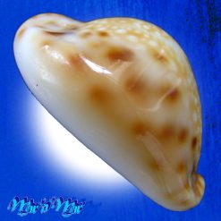 Cypraea lamarckii redimita (Melvill, 1888) - Image 3