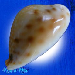 Cypraea lamarckii redimita (Melvill, 1888) - Image 2