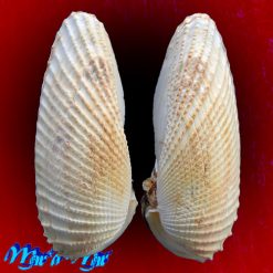 Cyrtopleura angelicalis Stakowian & Simone, 2024