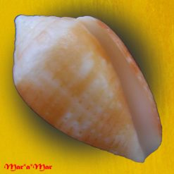 Conus selenae Van Mol & T. K., 1967