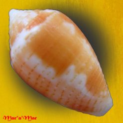 Alternative view of Conus selenae Van Mol & T. K., 1967