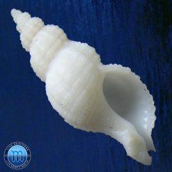 Urosalpinx cala (Pilsbry, 1897)