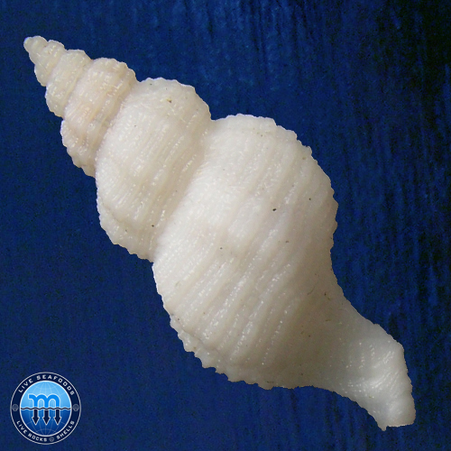 Urosalpinx cala (Pilsbry, 1897) - Imagem 2