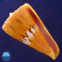 Conus (Dauciconus) valentinae D. Monteiro & A. Monteiro, 2024