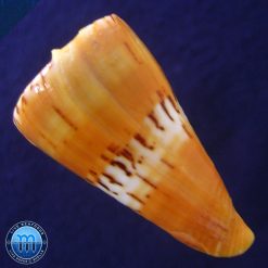 Conus (Dauciconus) valentinae D. Monteiro & A. Monteiro, 2024 - Imagem 3