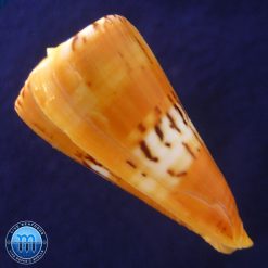 Conus (Dauciconus) valentinae D. Monteiro & A. Monteiro, 2024 - Imagem 2