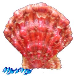 Nodipecten nodosus (Linnaeus, 1758)