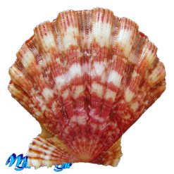 Nodipecten nodosus (Linnaeus, 1758) - Imagem 2
