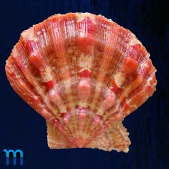 Nodipecten nodosus (Linnaeus, 1758)