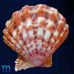 Nodipecten nodosus (Linnaeus, 1758) - Imagem 2