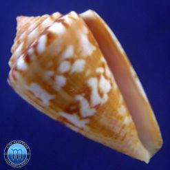 Conus neobrasiliensis (A. Monteiro, Crabos & D. Monteiro, 2025)