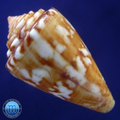 Conus neobrasiliensis (A. Monteiro, Crabos & D. Monteiro, 2025) - Imagem 2