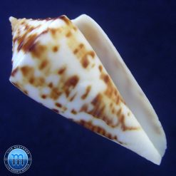 Conus cf. lemniscatus Reeve, 1849