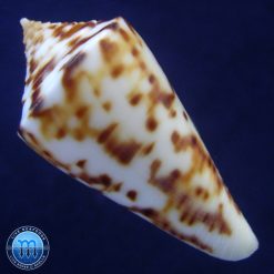 Conus cf. lemniscatus Reeve, 1849 - Imagem 2