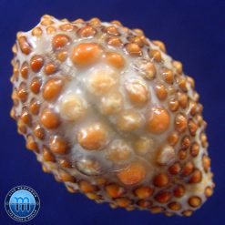 Jenneria pustulata Lightfoot, 1786