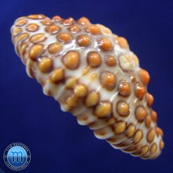 Jenneria pustulata Lightfoot, 1786 - Image 2
