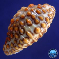 Jenneria pustulata Lightfoot, 1786 - Image 3