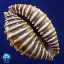 Jenneria pustulata Lightfoot, 1786 - Image 4