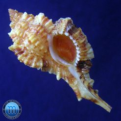 Siratus coltrorum E. Vokes, 1991