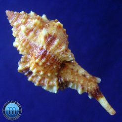 Alternative view of Siratus coltrorum E. Vokes, 1991