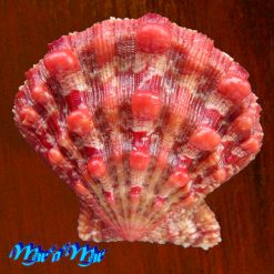 Nodipecten nodosus (Linnaeus, 1758)