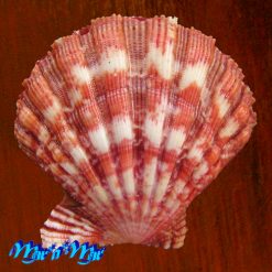 Nodipecten nodosus (Linnaeus, 1758) - Imagem 2