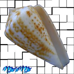 Conus clenchi Martens, 1943