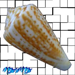 Alternative view of Conus clenchi Martens, 1943