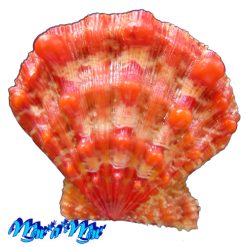 Nodipecten nodosus (Linnaeus, 1758)