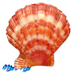 Nodipecten nodosus (Linnaeus, 1758) - Imagem 2