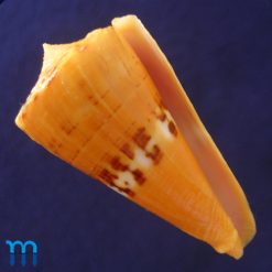 Conus worki Petuch, 1998