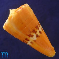 Conus worki Petuch, 1998 - Imagem 3