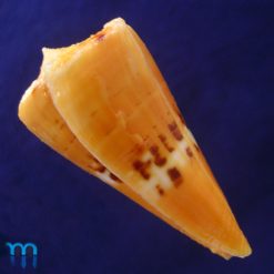 Conus worki Petuch, 1998 - Imagem 2