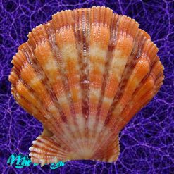 Nodipecten nodosus (Linnaeus, 1758) - Imagem 2