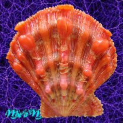 Nodipecten nodosus (Linnaeus, 1758)