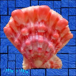 Nodipecten nodosus (Linnaeus, 1758)