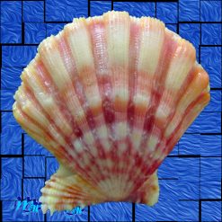 Nodipecten nodosus (Linnaeus, 1758) - Image 2