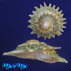 Astraea (Lithophoma) phoebia Roding, 1798