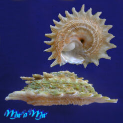 Astraea (Lithophoma) phoebia Roding, 1798 - Imagem 2