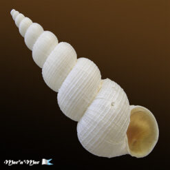 Amaea magnifica (Sowerby, 1844)