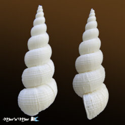 Amaea magnifica (Sowerby, 1844) - Imagem 2
